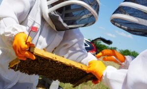 Te dan igual las abejas: importancia de un mundo cooperativo