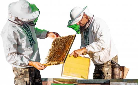 apicultores apilcutores aprender del mundo de las abejas team building barcelona